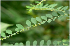 Phyllanthus fraternus